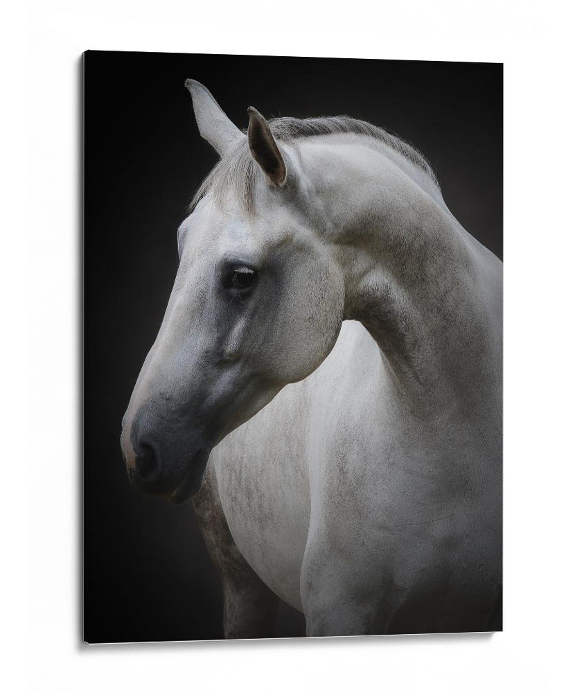 Majestuoso caballo blanco - Avishai Avivi | Cuadro decorativo de Canvas Lab