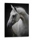 Majestuoso caballo blanco - Avishai Avivi | Cuadro decorativo de Canvas Lab