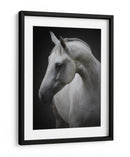 Majestuoso caballo blanco - Avishai Avivi | Cuadro decorativo de Canvas Lab
