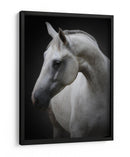 Majestuoso caballo blanco - Avishai Avivi | Cuadro decorativo de Canvas Lab