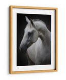 Majestuoso caballo blanco - Avishai Avivi | Cuadro decorativo de Canvas Lab