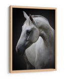 Majestuoso caballo blanco - Avishai Avivi | Cuadro decorativo de Canvas Lab