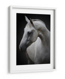 Majestuoso caballo blanco - Avishai Avivi | Cuadro decorativo de Canvas Lab