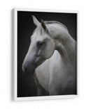 Majestuoso caballo blanco - Avishai Avivi | Cuadro decorativo de Canvas Lab