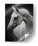 Majestuoso caballo blanco - Avishai Avivi | Cuadro decorativo de Canvas Lab