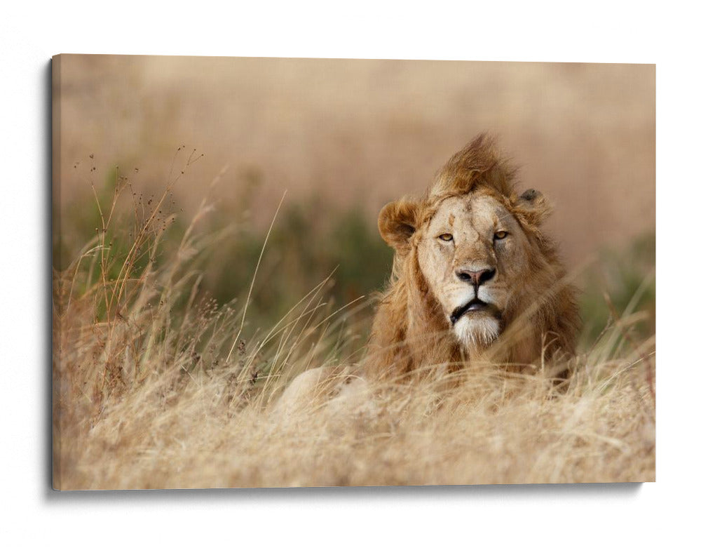 León en hierba dorada - Ali Khataw | Cuadro decorativo de Canvas Lab