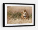 León en hierba dorada - Ali Khataw | Cuadro decorativo de Canvas Lab
