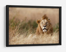 León en hierba dorada - Ali Khataw | Cuadro decorativo de Canvas Lab