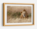 León en hierba dorada - Ali Khataw | Cuadro decorativo de Canvas Lab