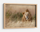 León en hierba dorada - Ali Khataw | Cuadro decorativo de Canvas Lab