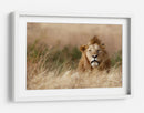 León en hierba dorada - Ali Khataw | Cuadro decorativo de Canvas Lab