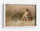León en hierba dorada - Ali Khataw | Cuadro decorativo de Canvas Lab