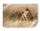 León en hierba dorada - Ali Khataw | Cuadro decorativo de Canvas Lab