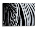 Ojo de cebra rayado - Marco Tagliarino | Cuadro decorativo de Canvas Lab