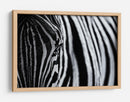 Ojo de cebra rayado - Marco Tagliarino | Cuadro decorativo de Canvas Lab