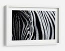 Ojo de cebra rayado - Marco Tagliarino | Cuadro decorativo de Canvas Lab