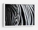 Ojo de cebra rayado - Marco Tagliarino | Cuadro decorativo de Canvas Lab