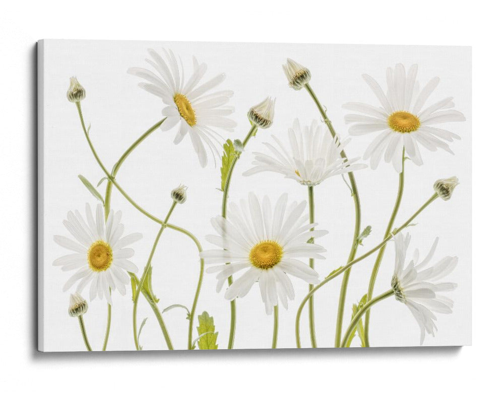 Margaritas de ojo de buey - Mandy Disher | Cuadro decorativo de Canvas Lab