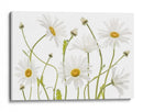 Margaritas de ojo de buey - Mandy Disher | Cuadro decorativo de Canvas Lab