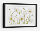 Margaritas de ojo de buey - Mandy Disher | Cuadro decorativo de Canvas Lab