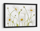 Margaritas de ojo de buey - Mandy Disher | Cuadro decorativo de Canvas Lab