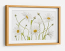 Margaritas de ojo de buey - Mandy Disher | Cuadro decorativo de Canvas Lab