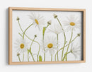 Margaritas de ojo de buey - Mandy Disher | Cuadro decorativo de Canvas Lab