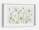 Margaritas de ojo de buey - Mandy Disher | Cuadro decorativo de Canvas Lab