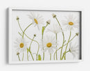Margaritas de ojo de buey - Mandy Disher | Cuadro decorativo de Canvas Lab