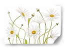 Margaritas de ojo de buey - Mandy Disher | Cuadro decorativo de Canvas Lab