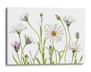 Margaritas del Cabo - Mandy Disher | Cuadro decorativo de Canvas Lab