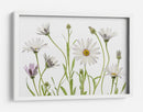 Margaritas del Cabo - Mandy Disher | Cuadro decorativo de Canvas Lab