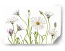 Margaritas del Cabo - Mandy Disher | Cuadro decorativo de Canvas Lab