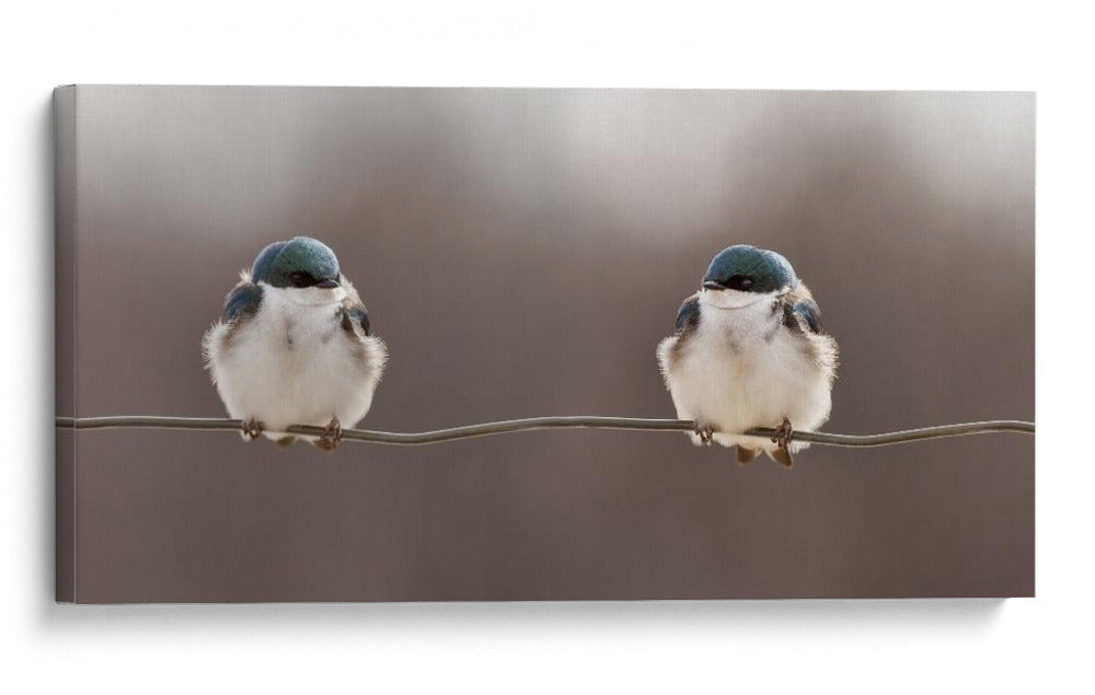 Pareja de pájaros pacíficos - Lucie Gagnon | Cuadro decorativo de Canvas Lab