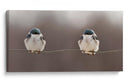 Pareja de pájaros pacíficos - Lucie Gagnon | Cuadro decorativo de Canvas Lab
