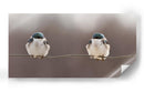Pareja de pájaros pacíficos - Lucie Gagnon | Cuadro decorativo de Canvas Lab