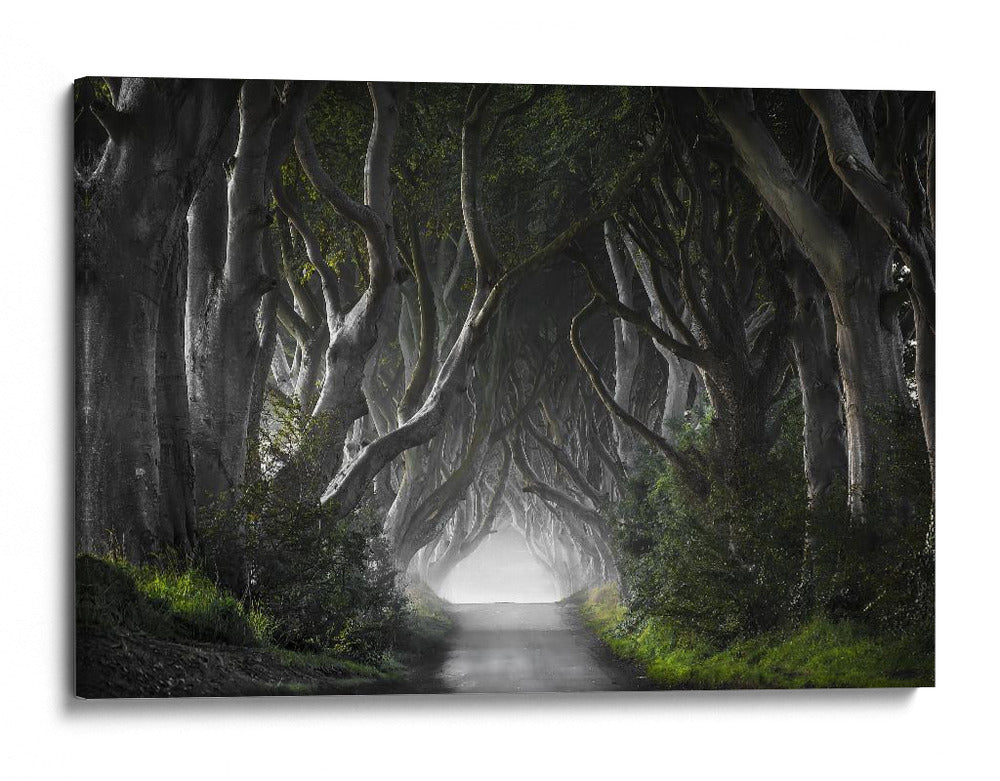 Misterioso túnel de árbol - Nicola Molteni | Cuadro decorativo de Canvas Lab