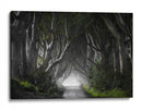 Misterioso túnel de árbol - Nicola Molteni | Cuadro decorativo de Canvas Lab