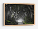 Misterioso túnel de árbol - Nicola Molteni | Cuadro decorativo de Canvas Lab