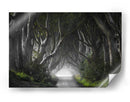 Misterioso túnel de árbol - Nicola Molteni | Cuadro decorativo de Canvas Lab