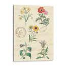 Diario Botánico Iv - Vision Studio | Cuadro decorativo de Canvas Lab