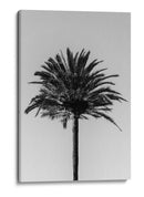 Silueta de palmera - Fluidys Studio III | Cuadro decorativo de Canvas Lab