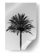 Silueta de palmera - Fluidys Studio III | Cuadro decorativo de Canvas Lab