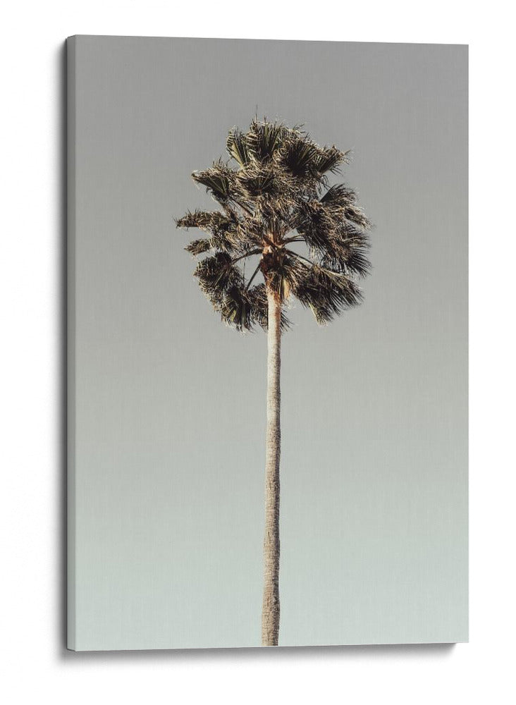 Serenidad de árboles tropicales - Fluidys Studio III | Cuadro decorativo de Canvas Lab