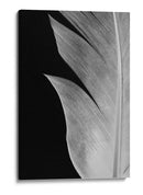 Textura de pluma elegante - Fluidys Studio III | Cuadro decorativo de Canvas Lab