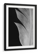 Textura de pluma elegante - Fluidys Studio III | Cuadro decorativo de Canvas Lab