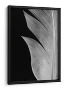 Textura de pluma elegante - Fluidys Studio III | Cuadro decorativo de Canvas Lab