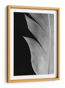 Textura de pluma elegante - Fluidys Studio III | Cuadro decorativo de Canvas Lab