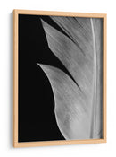 Textura de pluma elegante - Fluidys Studio III | Cuadro decorativo de Canvas Lab