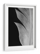 Textura de pluma elegante - Fluidys Studio III | Cuadro decorativo de Canvas Lab